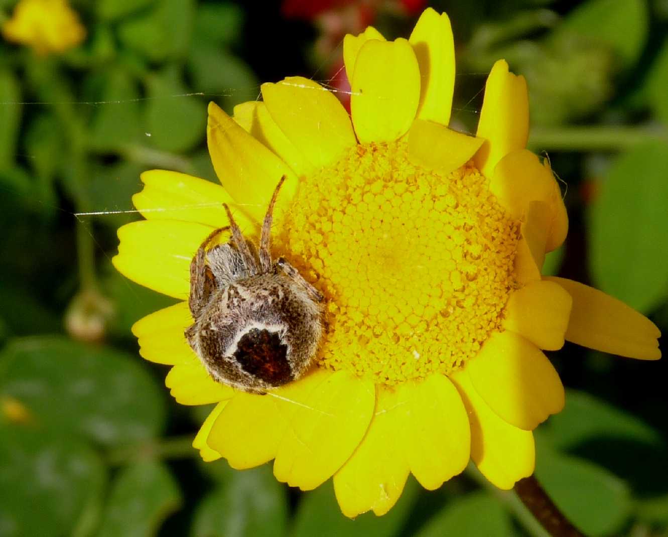 Agalenatea redii